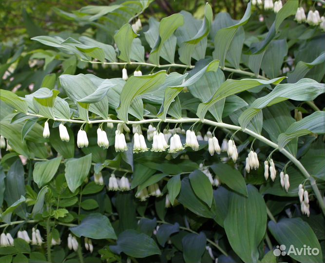 Подснежники Галантус, купена