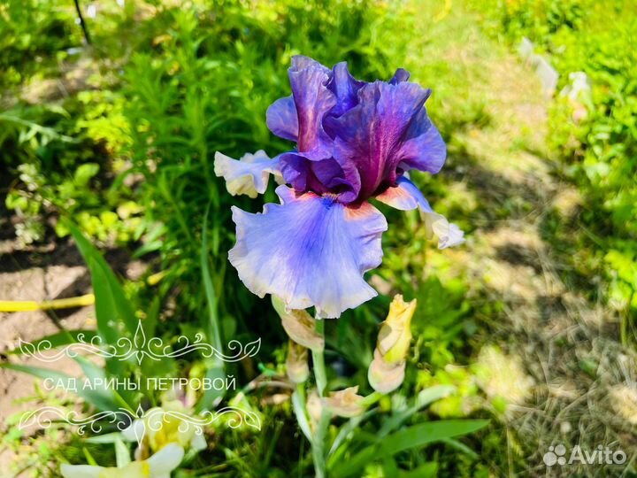 Ирис Карибик