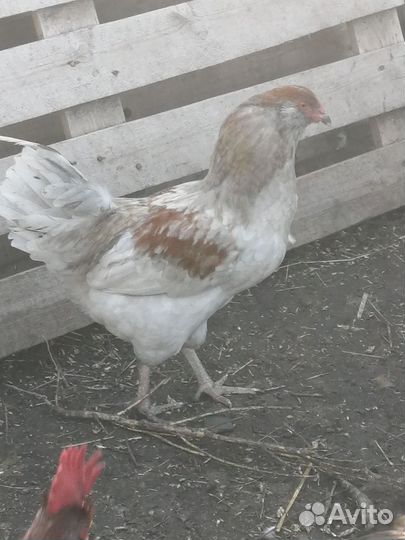 Амерауканы