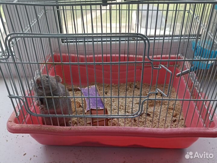 Крыса дамбо клеткой