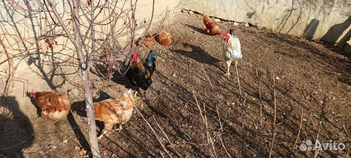 Петухи молодые