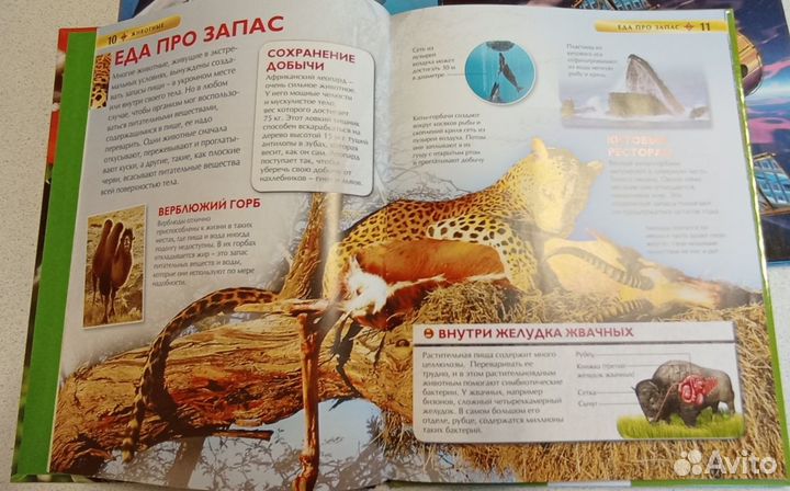 Энциклопедии Животные/Акулы/Космос