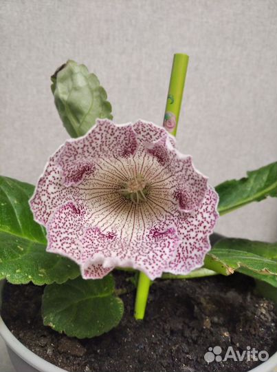 Цветущая глоксиния