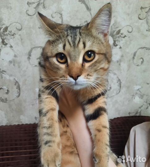 Найден молодой котик