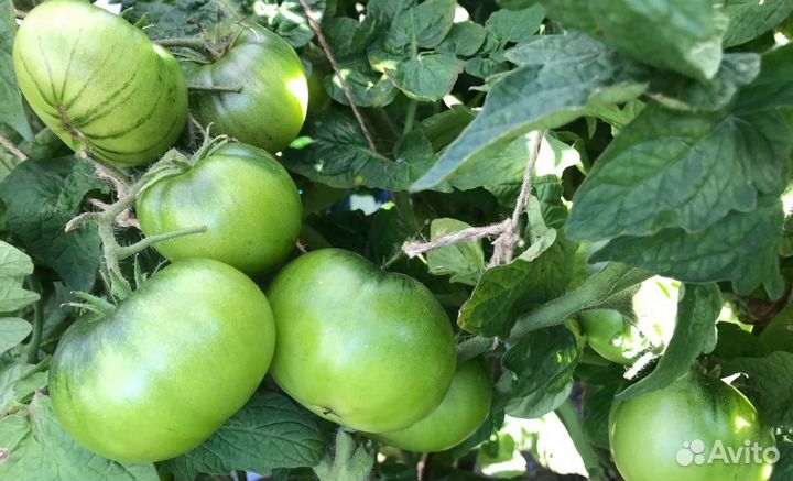 Коллекц семена томат гном Голубые побрякушки