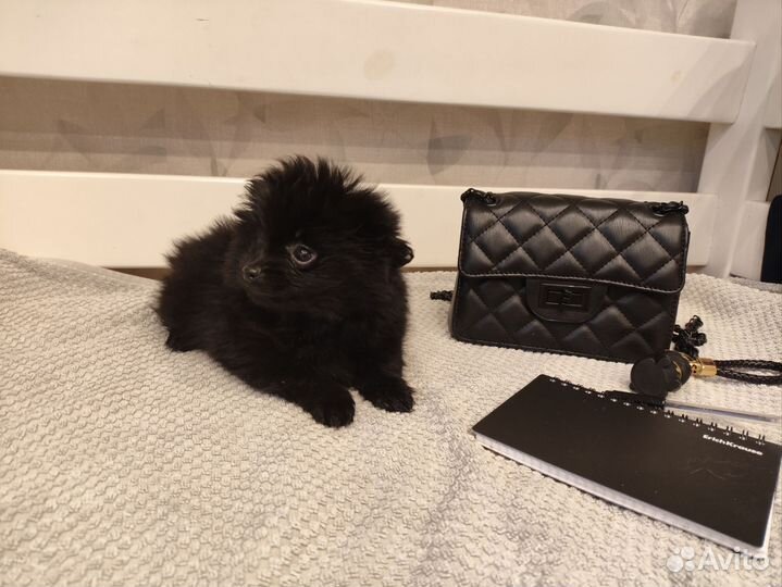 Шпиц мраморная и черный