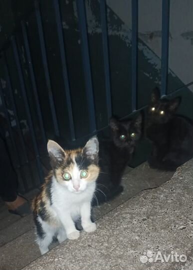 Котята