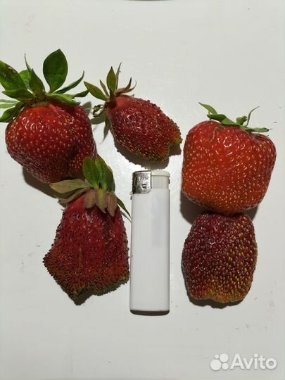 Рассада клубники сортовая