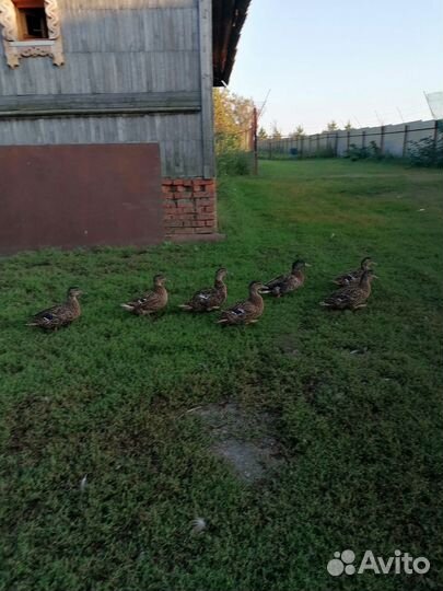 Подсадные утки