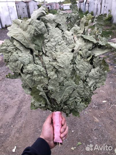 Веники для бани