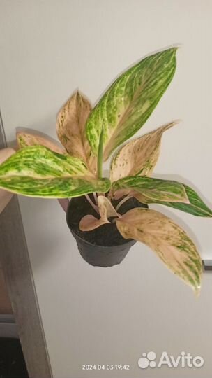 Аглаонема Пич Перл (Aglaonema Peach Pearl)