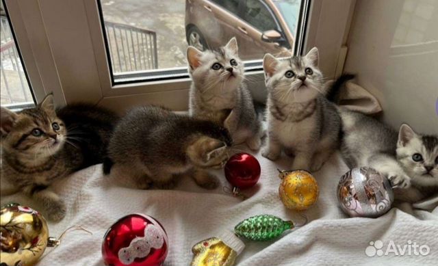 Шотландские котята разных окрасов объявление продам