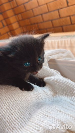 Котенок. мальчик. исключительно В добрые руки