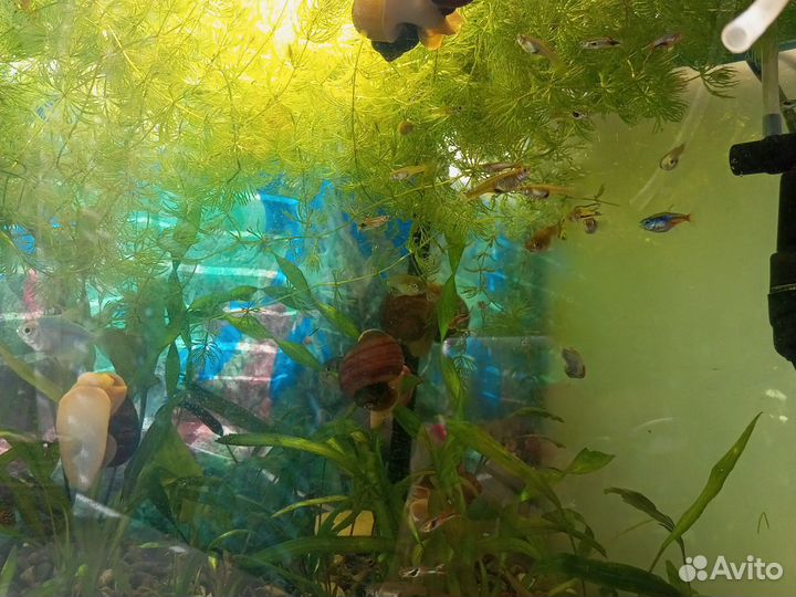 Аквариум с рыбками