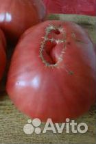 Семена крупных сортов помидор