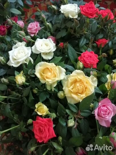 Кустовые розы комнатные