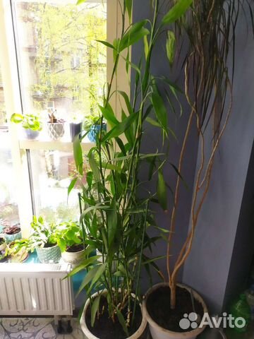 Комнатный бамбук Драцена Сандера купить в Санкт-Петербурге | Товары для ...