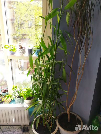 Комнатный бамбук Драцена Сандера