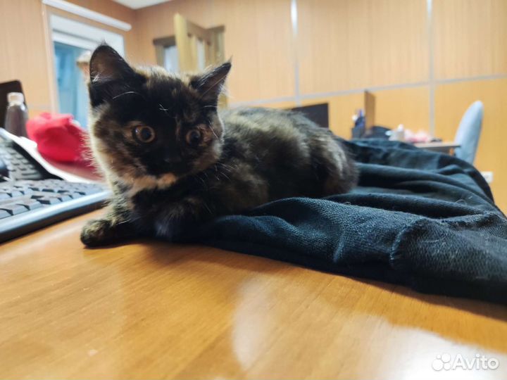 Котенок