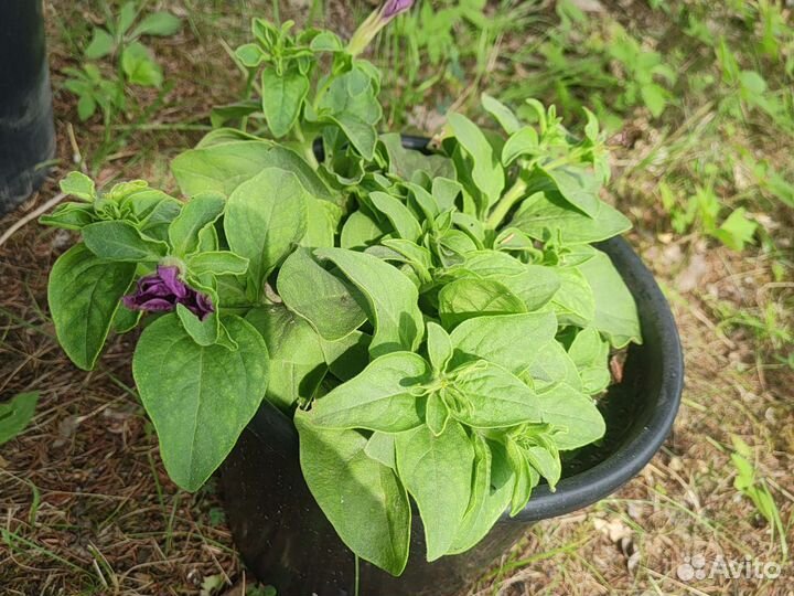 Петуния ампельная в горшке 5 и 10 литров