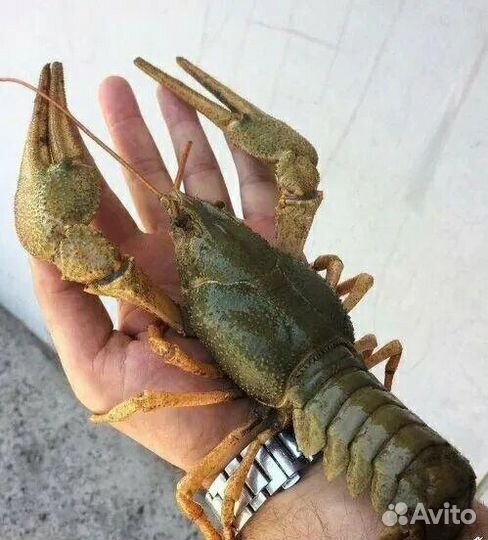Раки