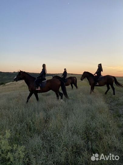 Конные прогулки