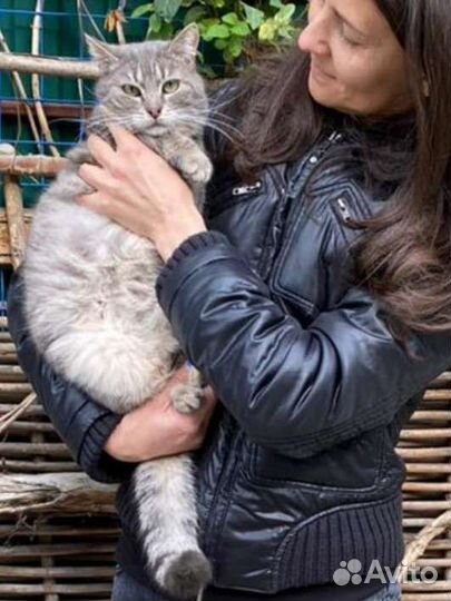 Кошка в заботливые руки