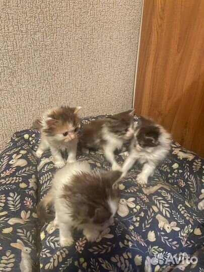 Отдам котят в хорошие руки бесплатно