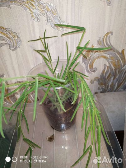 Папоротник комнатный