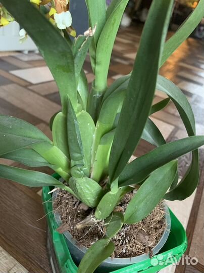 Орхидея онцидиум