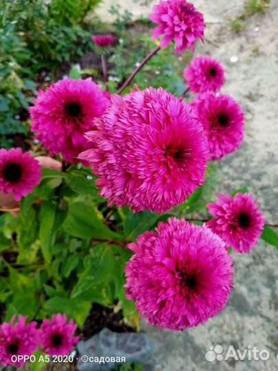 Саженцы эхинацеи