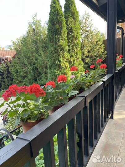 Пеларгония