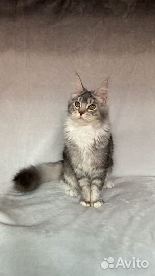 Котенок Мейн-кун