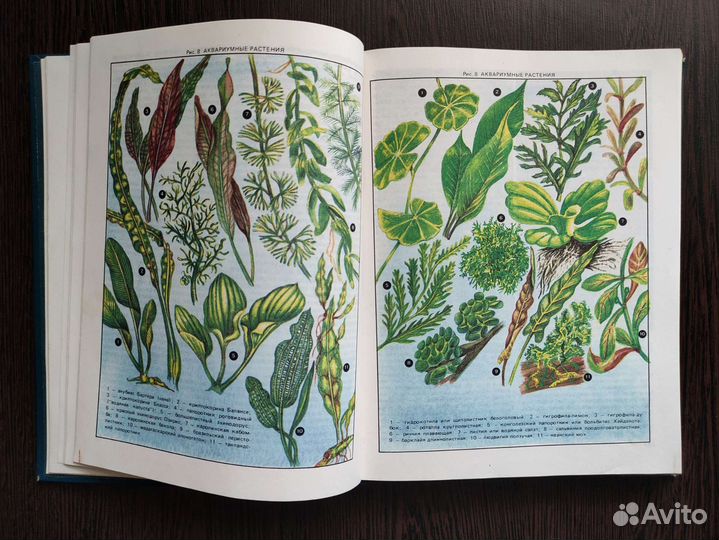 Экзотические рыбы. А. М. Кочетов