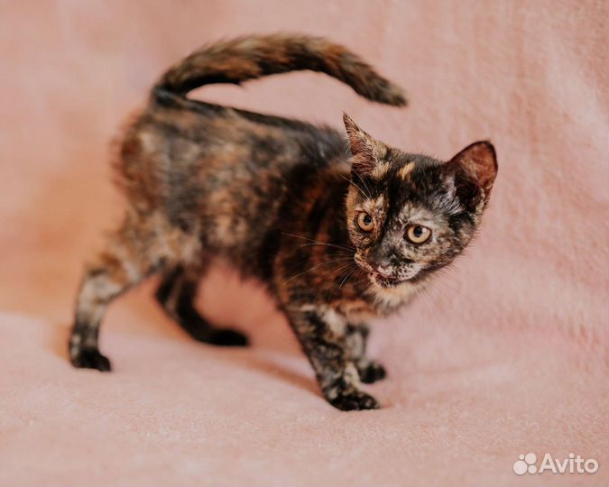 Котенок черепахового окраса