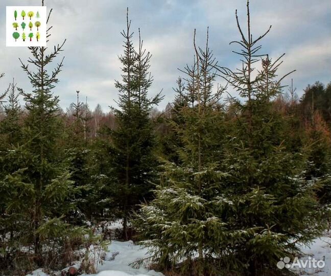 Крупномер ель