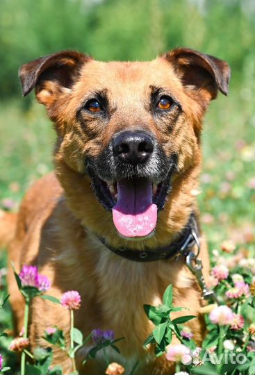 Собака в добрые руки из Приюта (Ринго)