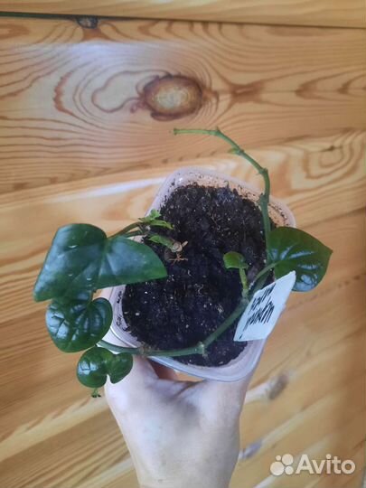 Домашние цветы, пеларгонии плющелистные