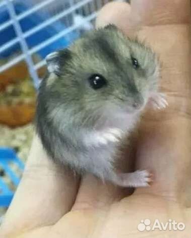 Джунгарский хомяк