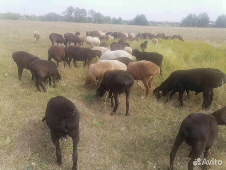 Овцы бараны ярки