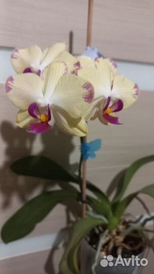 Орхидея фаленопсис