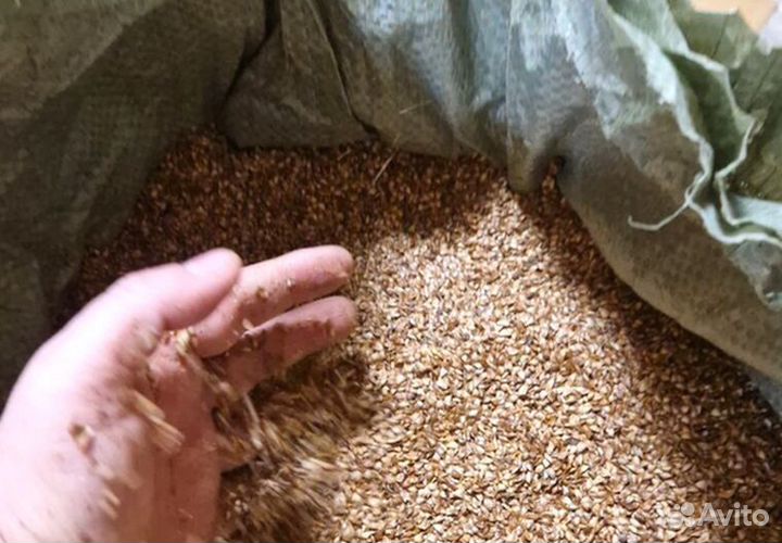 Семена ели на заказ