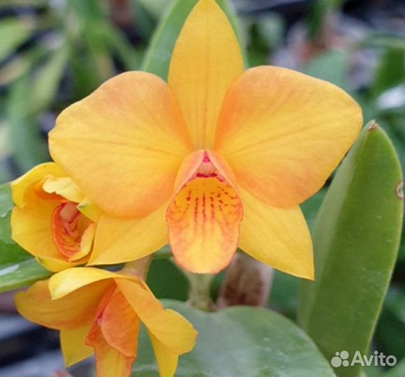 Продам разные орхидеи