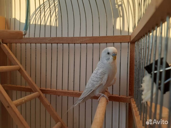 Волнистый попугай