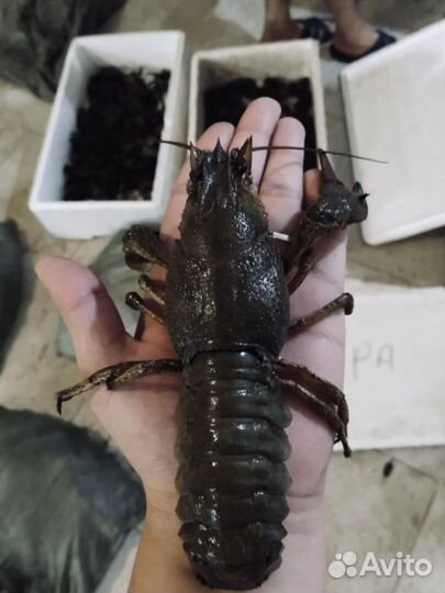 Раки с доставкой