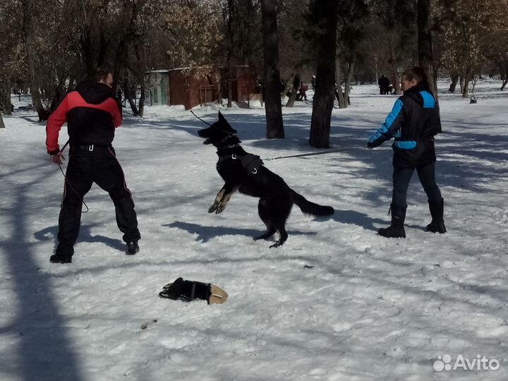 Передержка, дрессировка с передержкой