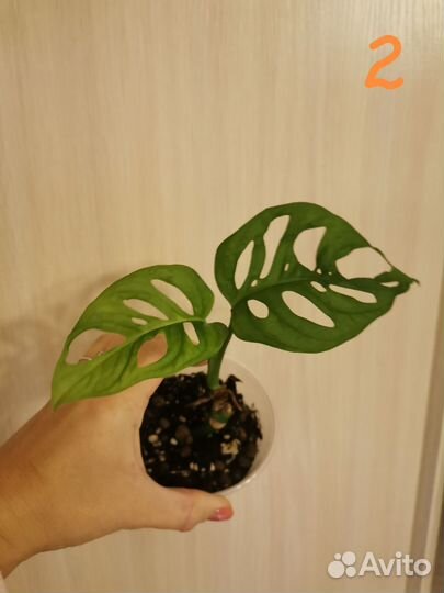 Монстера манки маск