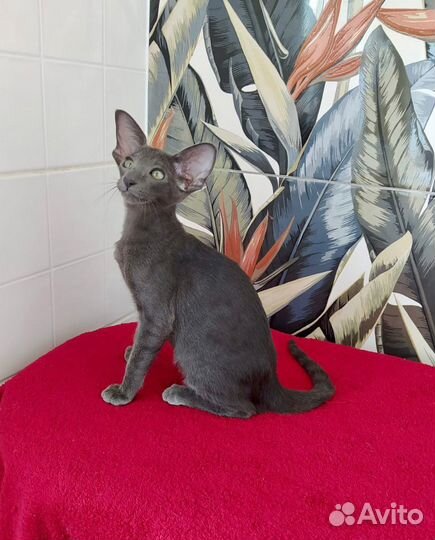 Ориентальные котята