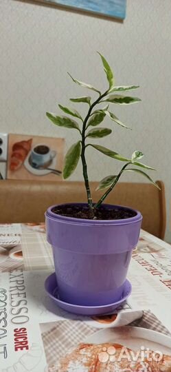 Продам цветы комнатные