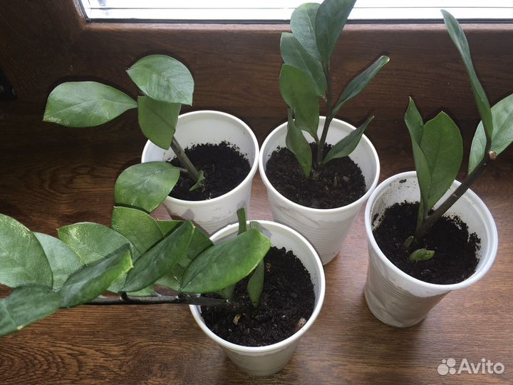 Комнатные растения цветы